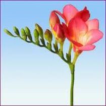 Freesia